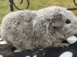 Teddy and Texel boys available
