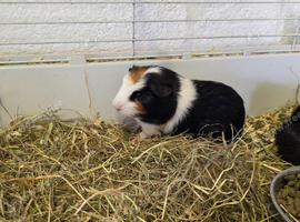 5 Adorable Baby Boy Guinea Pigs For Sale (Under 6 Months)