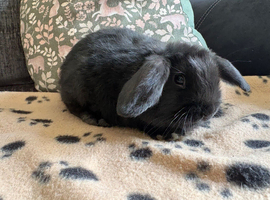 Mini lop, ready now