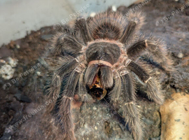 Salmon pink bird eater tarantula PAIR