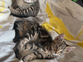 5 mixed kittens ready to go now