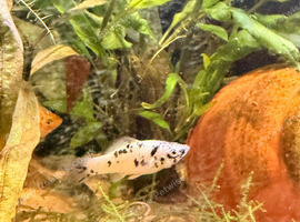 2x mollies