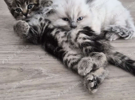 Fluffy white blue eyes kitten