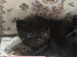 Kittens looking for new home