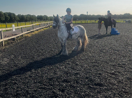 Looking for a beginner pony