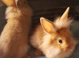 Baby double maned lionhead rabbits