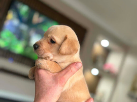 2 lab puppies