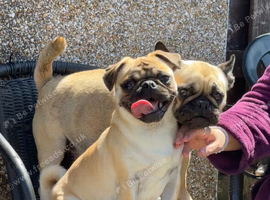 Frug puppies