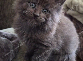 Maine coon pedigree kittens