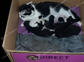 Kittens wanting a loving home to call their own