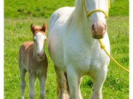 gypsy cob mare and foal