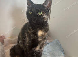 1.5yr old cat female country tortoise cat