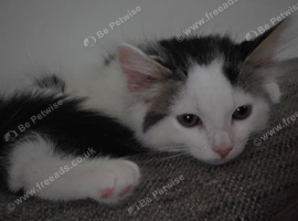 Last of litter - beautiful  girl kitten