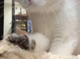 Ragdoll x persian