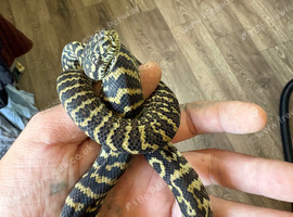 Baby zebra jungle carpet python