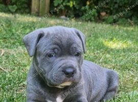 Staffordshire Bull Terrier Pups. 1Boy and 1Girl