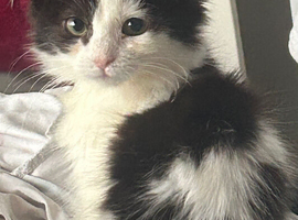 2 female kittens for sale