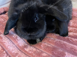 8 week old mini lops