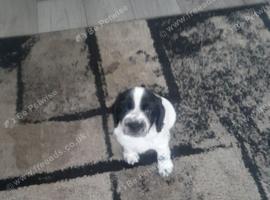 Puppies 1  bitch 1 dog