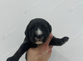 Merl Whoodle puppies