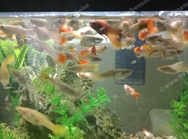 Free Young Juvenile Guppies