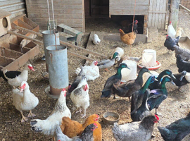 Pol chickens