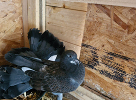 Pigeons