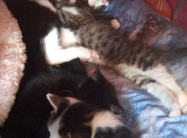 Kittens