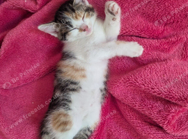 9 beautiful kitten for sale