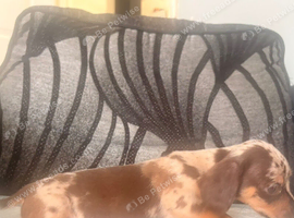 Ready now Chiweenie puppies Minature dachshund x chihuahua