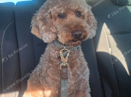 KC Registered Miniature Poodle