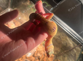 Beautiful baby leopard geckos