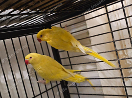 3 Lutino ringneck