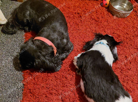 Male shih tzu puppy for sale