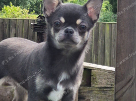 ️ Stunning Blue Chihuahua Girl
