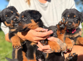 Last pups remaining