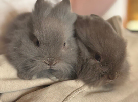 Fluffy baby lionlops *last two of litter left*