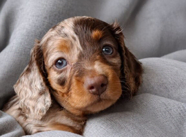 Mini long hair dachshund dapples and tans
