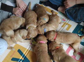 Beautiful Golden Retriever Puppies Ready Soon &ndash; 4 Boys & 4 Girls