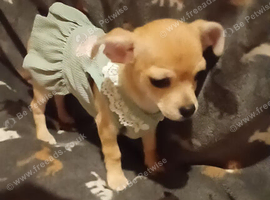 Tiny girl chihuahua named Pixie