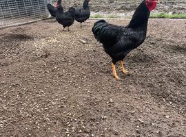 Chickens available all pure breed breeding pens