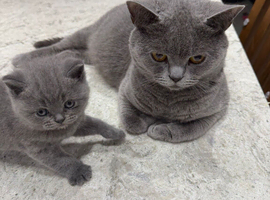 British Shorthair Kitten