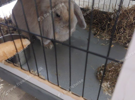 10 month old Fawn colour Female