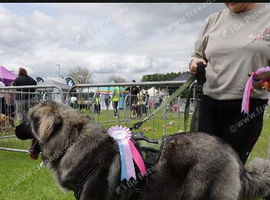 Caucasian shepherd