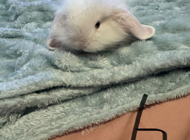 Baby French lop x mini lop