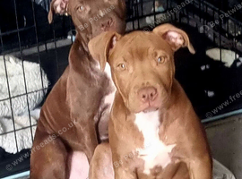Beautiful light chocolate green eyes female