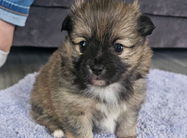 Pomeranian pupoies
