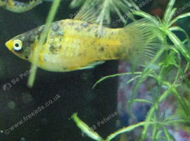 Mixed Platys available