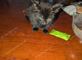 3 beautiful kitten
