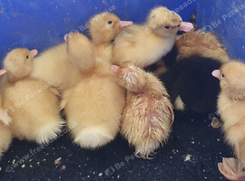 Ducklings